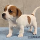 DINO Herbu Piorun (FCI)