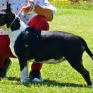 DISCO ROSSA-BULL FCI