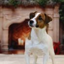 DISKAY DZHEKS BAIZO SEX BOMB