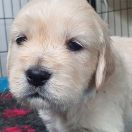 DON LEONARDO AZURRO Aurum von Pless 