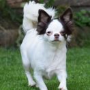 DONATELLA z Herbu Sapały