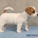 DORA Herbu Piorun (FCI)