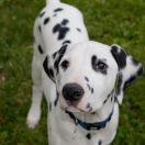 Draco Margulio Sapnas