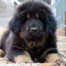 DRAGE BALERION Airawata