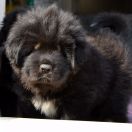 DRAGE DRAKE Airawata