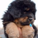 DRAGE FEATHERS Airawata