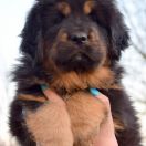 DRAGE SAPHIRA Airawata