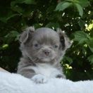 DRAKARIS DRAGON Tokeya FCI 