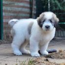 DREAM OF ATHOS Collis Amores