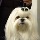 Dream One's Maltezzi