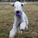 DUMBLEDORE Iz Moskovskoy Bemty - GANDI