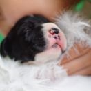 QUINN MICHAELA Athel Loren