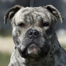 E.FALCOR R.J.Osanna FCI 