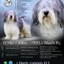 FENIKS Z HORDY GABRIELA Ibilandia FCI