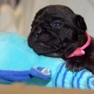 PHEGGY vel PYZA Airawata