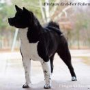 Ch. Finigan End-Fer Falien 