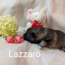 LAZZARO Shaggy Fluff