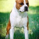 ENZO cosa nostra impero 