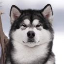 Ans Enearian Alwa­ys Win 