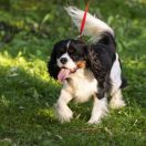 MŁ.CH.PL OLAF od Gabrysi