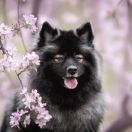 TULSKIY SAPPHIRE TATYANY ARNELLA