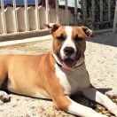 Proud to be Greek Drama Queen