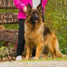 Ajsza Zmierzch nad Jeziorem FCI 