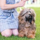 Fluffy Attraction HIS HIGHNESS Frodo