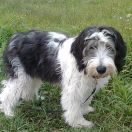 KOKO Futrzaki Bałtyku FCI