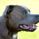 Cezar Perfect Friend