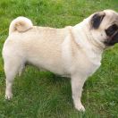 KROPELKA GOLDEN ALHAMBRA 