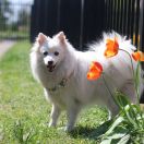 Asami Polly Land FCI