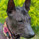 ZAVIDA Dream Of Coffee FCI 