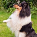 Preeminent Line (FCI) BLACK SAPPHIRE NIKA 