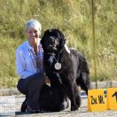 Melisa Beautiful Great Dane FCI