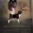 Argus -Bambusowe Morze 