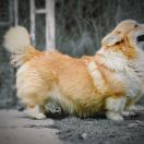 ALBERT DUBENSKY ZAMOK