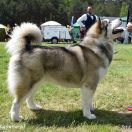 BALLERINA Storm Night 