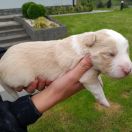 Santan Jodłowy Border