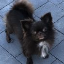 UELSI GOLD EXCLUSIVE BABES 