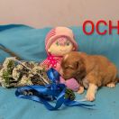 OCHI Shaggy Fluff FCI