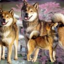 GOLD SAKURA DJIRO HARUTO