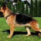 Sasza z Białeckiej Ostoi 