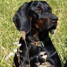 Mori z Rogu Trzech Książąt