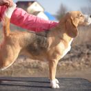 Selesta’s Dreams Firework For Demiani 