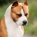 AST Point Klub YAGUAR