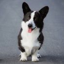 TELLTAIL FASHIONABLY LATE 