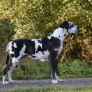 FIORELLA Athel Loren