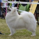 SHANTII SUPER STAR Small Silver FCI 