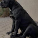 Prue Pride of Fortenero